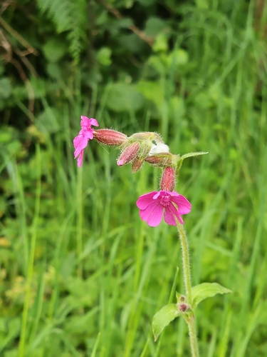 Silene dioica (red campion)