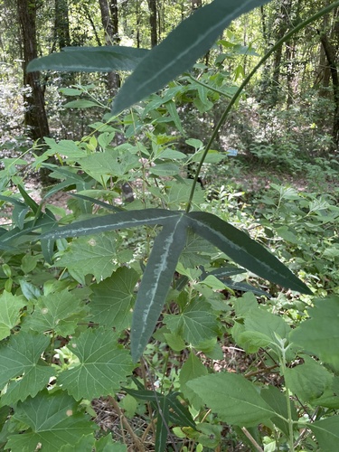 Passiflora lutea (yellow passionflower) (alternate view 8)