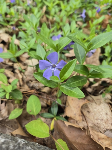 Vinca minor (common periwinkle) (alternate view 9)