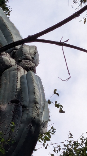 Trichocereus (alternate view 7)