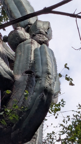 Trichocereus (alternate view 8)
