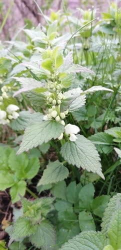 Lamium album (White deadnettle)