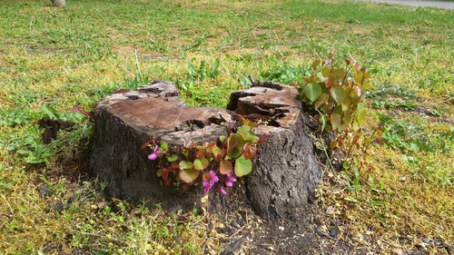 Cercis siliquastrum (Judas-tree)