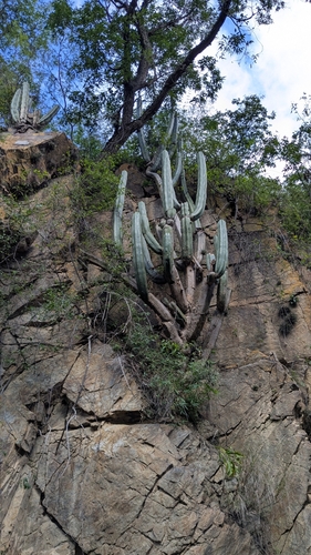 Trichocereus (alternate view 9)