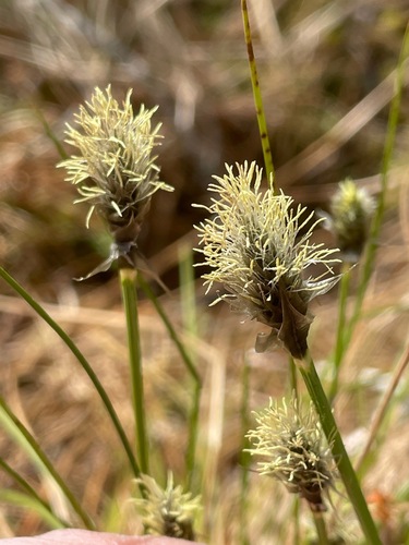 Eriophorum vaginatum (tussock cottongrass)