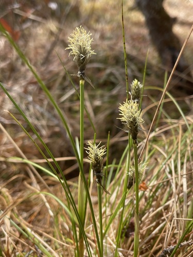 Eriophorum vaginatum (tussock cottongrass)