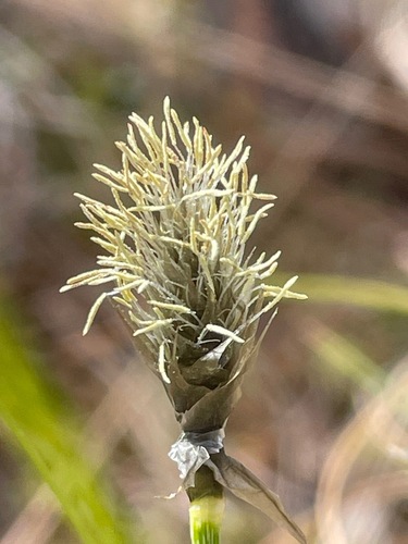 Eriophorum vaginatum (tussock cottongrass)