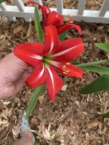 Hippeastrum × johnsonii (St Joseph's Lily) (alternate view 3)