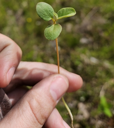 Croton monanthogynus (Prairie Tea) (alternate view 2)