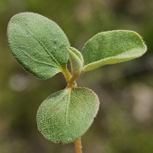 Croton monanthogynus (Prairie Tea) (alternate view 3)