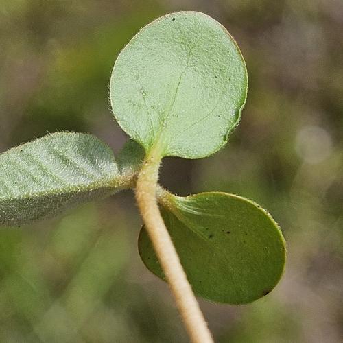 Croton monanthogynus (Prairie Tea) (alternate view 4)