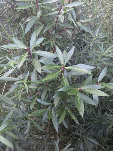 Tasmannia lanceolata (Mountain Pepper) (alternate view 4)