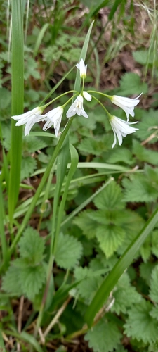 Allium triquetrum (Three-cornered garlic)