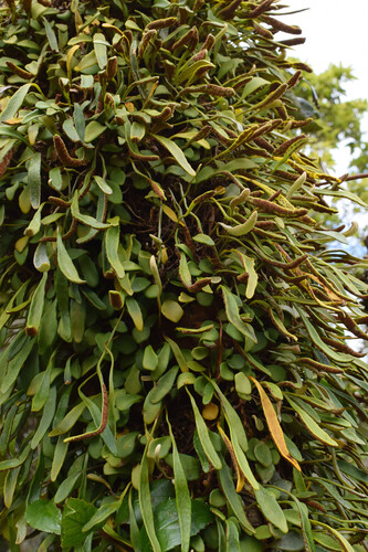 Pyrrosia rupestris (Rock Felt Fern) (alternate view 2)