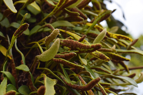 Pyrrosia rupestris (Rock Felt Fern) (alternate view 3)