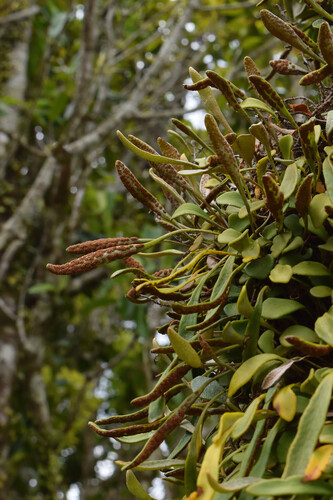 Pyrrosia rupestris (Rock Felt Fern) (alternate view 4)