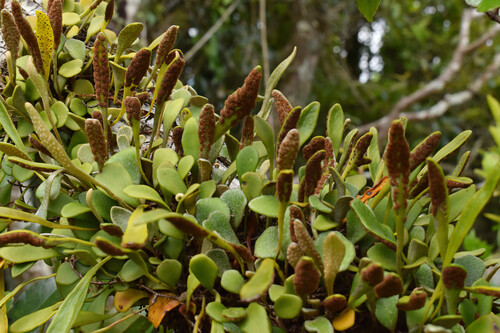 Pyrrosia rupestris (Rock Felt Fern) (alternate view 5)