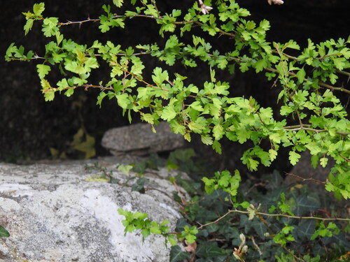 Crataegus monogyna (common hawthorn) (alternate view 11)