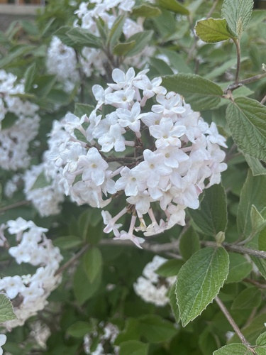 Viburnum × carlocephalum (fragrant snowball viburnum) (alternate view 3)