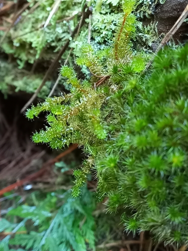 Ptychomnion aciculare (pipe-cleaner moss) (alternate view 10)