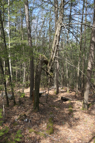 Tsuga canadensis (eastern hemlock) (alternate view 3)