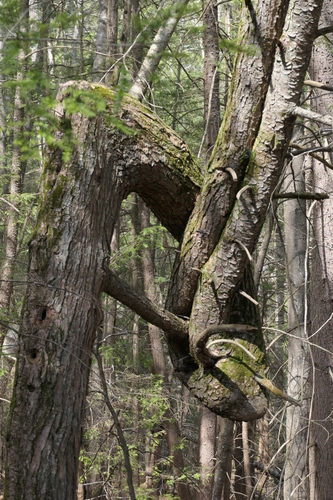 Tsuga canadensis (eastern hemlock)