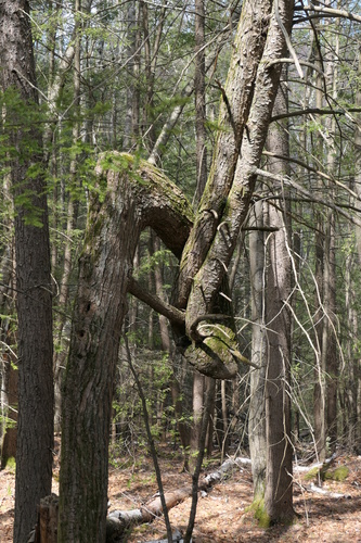 Tsuga canadensis (eastern hemlock) (alternate view 2)