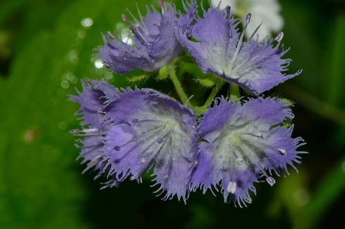 Phacelia purshii (Miami Mist) (alternate view 2)