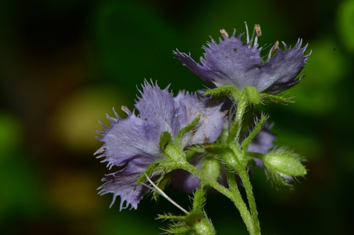 Phacelia purshii (Miami Mist) (alternate view 3)