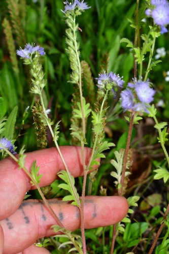 Phacelia purshii (Miami Mist) (alternate view 4)