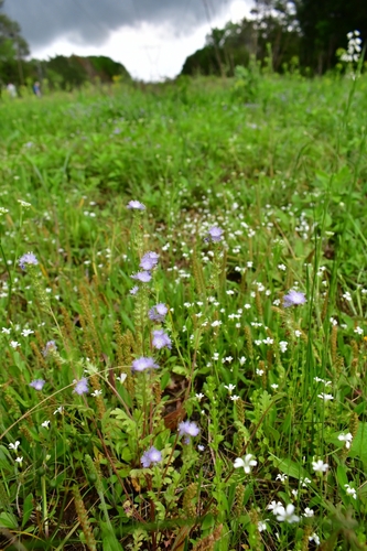 Phacelia purshii (Miami Mist) (alternate view 5)