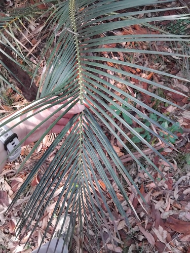 Macrozamia communis (burrawang) (alternate view 5)