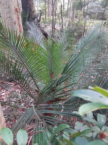 Macrozamia communis (burrawang) (alternate view 4)