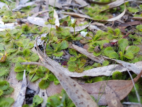 Drosera aberrans (Scented Sundew) (alternate view 9)