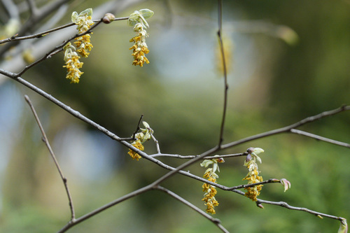 Corylopsis sinensis (Chinese Winter Hazel)