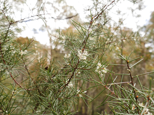 Hakea sericea (Bushy needlebush)
