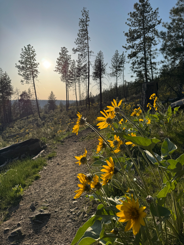 Balsamorhiza sagittata (arrowleaf balsamroot) (alternate view 2)