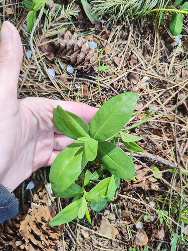 Daphne laureola (spurge daphne) (alternate view 7)