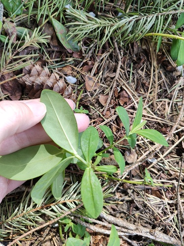 Daphne laureola (spurge daphne) (alternate view 8)