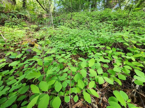 Symphoricarpos mollis (Creeping Snowberry)