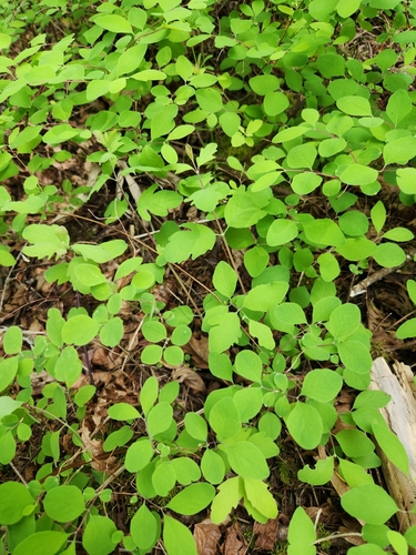 Symphoricarpos mollis (Creeping Snowberry) (alternate view 2)