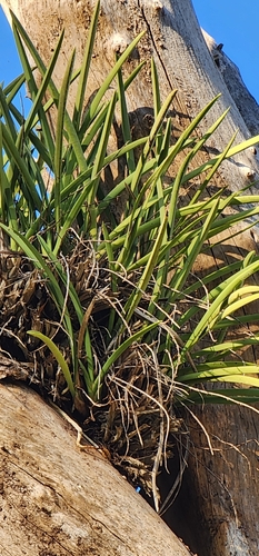 Cymbidium canaliculatum (Channelled boat-lip orchid)