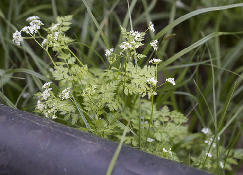 Anthriscus cerefolium (Chervil) (alternate view 4)