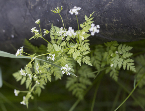 Anthriscus cerefolium (Chervil) (alternate view 5)