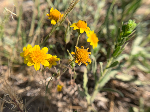 Lasthenia gracilis (common goldfields) (alternate view 5)
