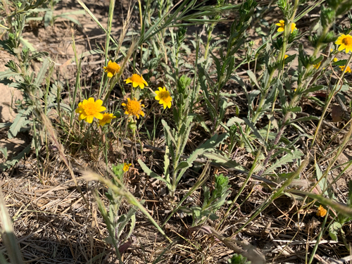Lasthenia gracilis (common goldfields) (alternate view 6)