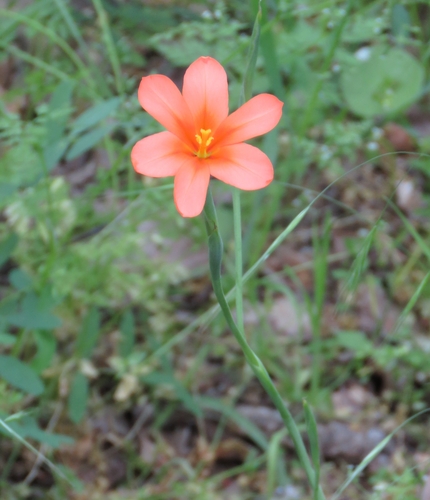 Moraea flaccida (Great Tulip)