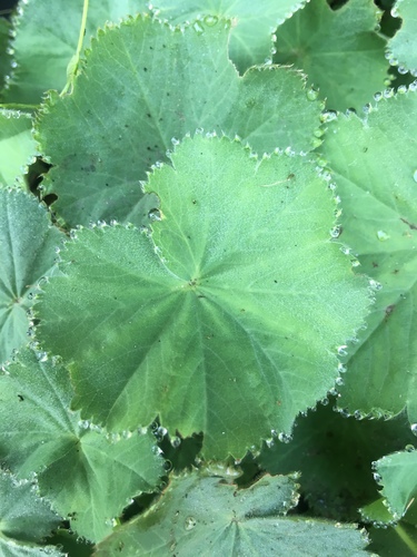 Alchemilla mollis (Lady's Mantle) (alternate view 2)