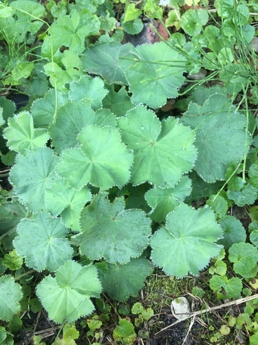 Alchemilla mollis (Lady's Mantle)