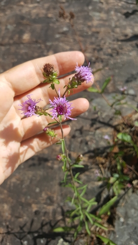 Liatris (blazing-stars) (alternate view 5)